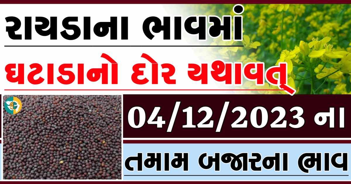 Today 04/12/2023 Rayda Apmc Rate આજના રાયડાના બજાર ભાવ gkmarugujarat.com