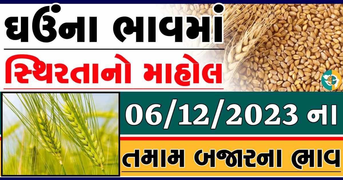 Today 06/12/2023 Wheat Apmc Rate આજના લોકવન અને ટુકડા ઘઉંના બજાર ભાવ