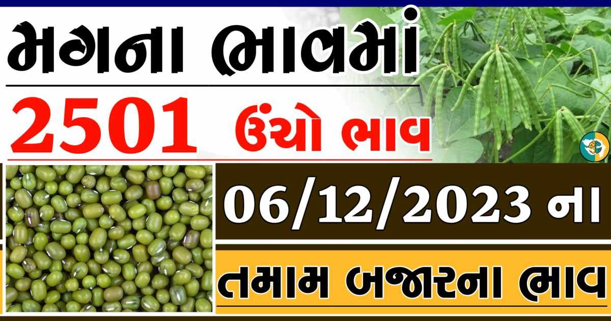 Today 06/12/2023 Mag Apmc Rate આજના મગના બજાર ભાવ gkmarugujarat.com