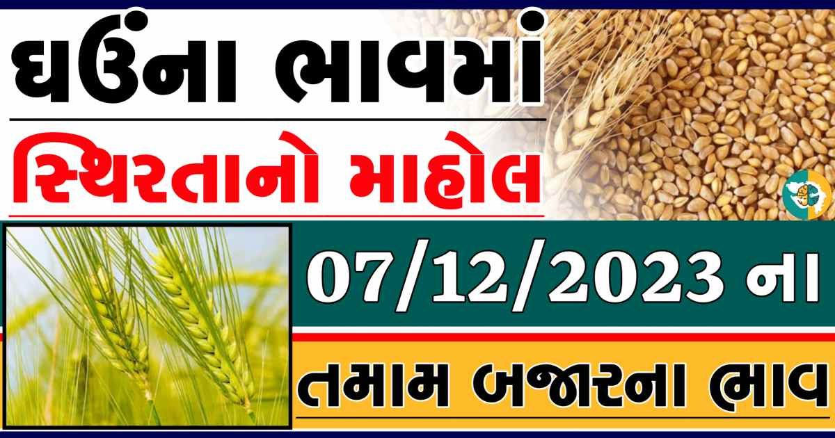 Today 07/12/2023 Wheat Apmc Rate આજના લોકવન અને ટુકડા ઘઉંના બજાર ભાવ