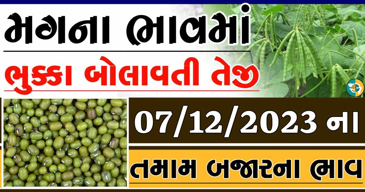 Today 07/12/2023 Mag Apmc Rate આજના મગના બજાર ભાવ gkmarugujarat.com