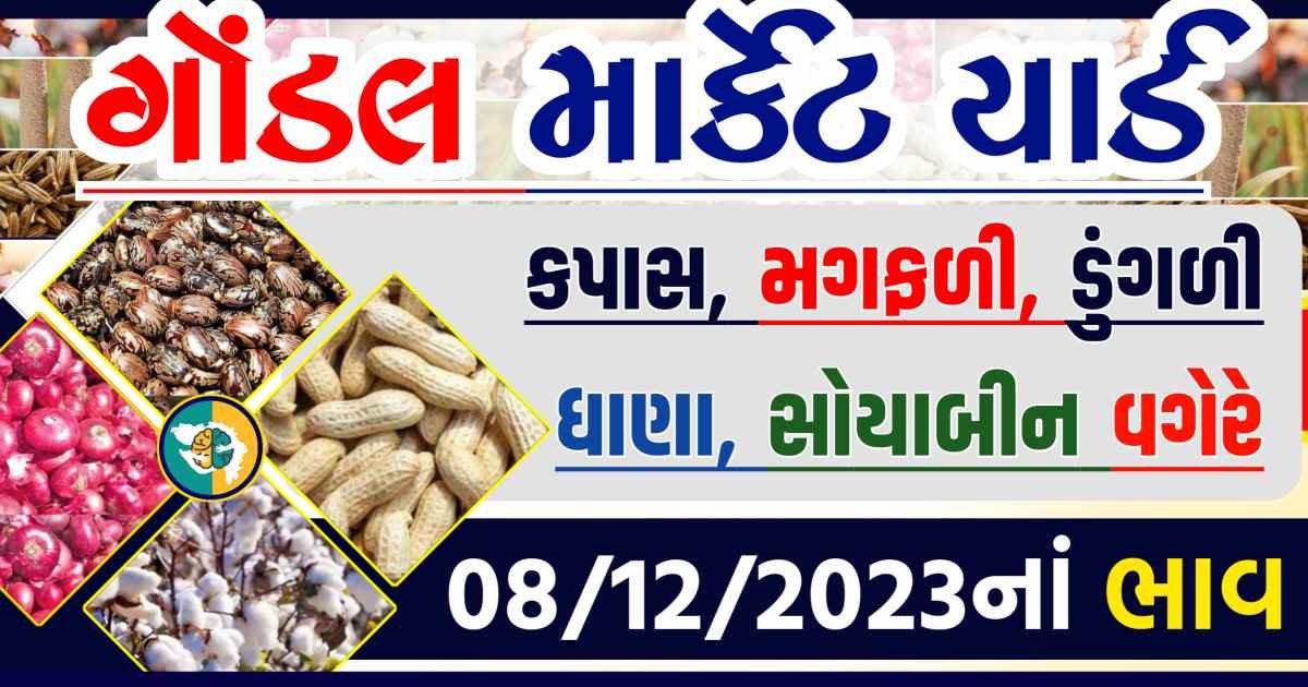 Today 08/12/2023 Gondal Apmc Rate આજના ગોંડલ માર્કેટ યાર્ડના બજાર ભાવ gkmarugujarat.com