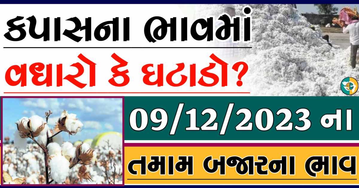 Today 09/12/2023 Cotton Apmc Rate gkmarugujarat.com