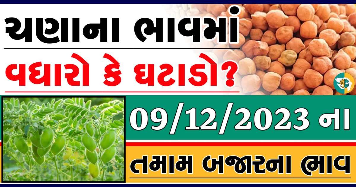 Today 09/12/2023 Chickpeas Apmc Rate આજના ચણાના બજાર ભાવ gkmarugujarat.com