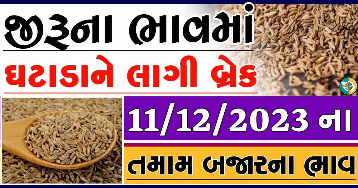 Today 11/12/2023 Jiru Apmc Rate આજના જીરુના બજાર ભાવ gkmarugujarat.com