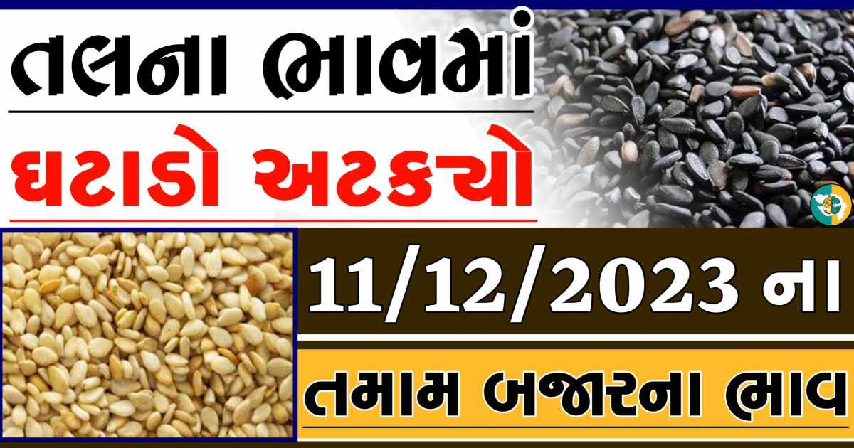 Today 11/12/2023 Sesame Apmc Rate આજના સફેદ અને કાળા તલના બજાર ભાવ Gkmarugujarat.com