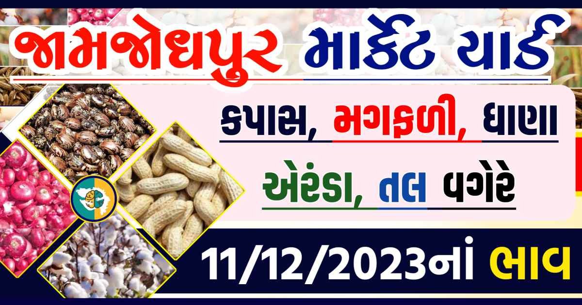 Today 11/12/2023 Jamjodhpur Apmc Rate આજના જામજોધપુરના બજાર ભાવ Gkmarugujarat.com