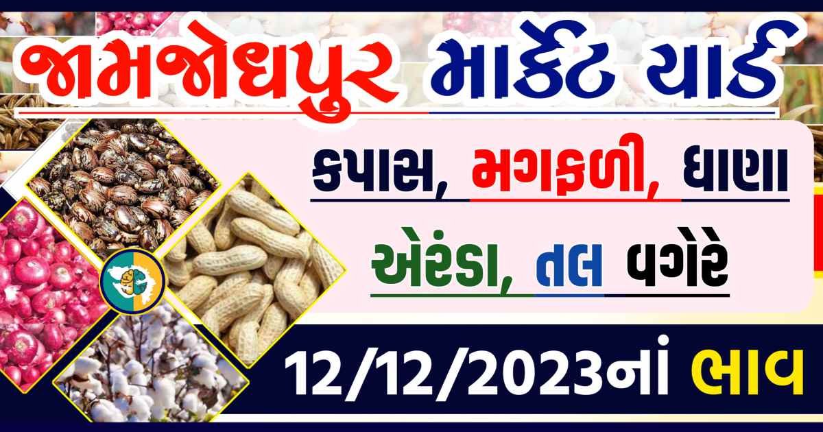 Today 12/12/2023 Jamjodhpur Apmc Rate આજના જામજોધપુરના બજાર ભાવ Gkmarugujarat.com