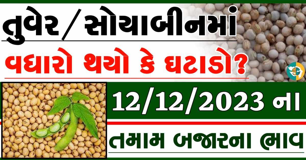12/12/2023 Turmeric Soybeans Apmc Rate આજના તુવેર અને સોયાબીનના બજાર ભાવ gkmarugujarat.com