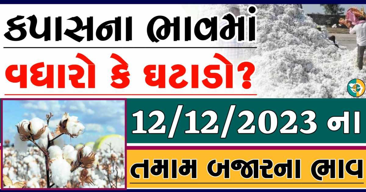 Today 12/12/2023 Cotton Apmc Rate gkmarugujarat.com