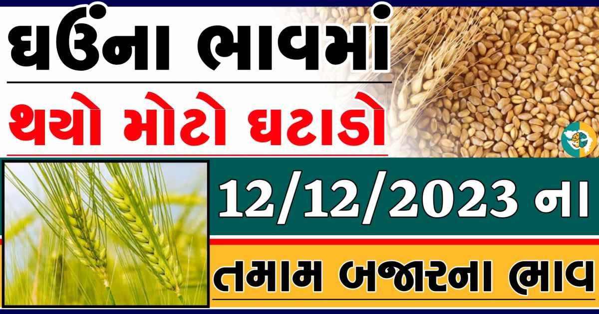 Today 12/12/2023 Wheat Apmc Rate આજના લોકવન અને ટુકડા ઘઉંના બજાર ભાવ