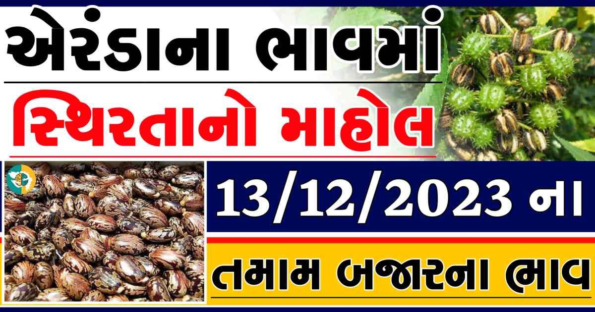 Today 13/12/2023 Eranda Apmc Rate આજના એરંડાના બજાર ભાવ gkmarugujarat.com