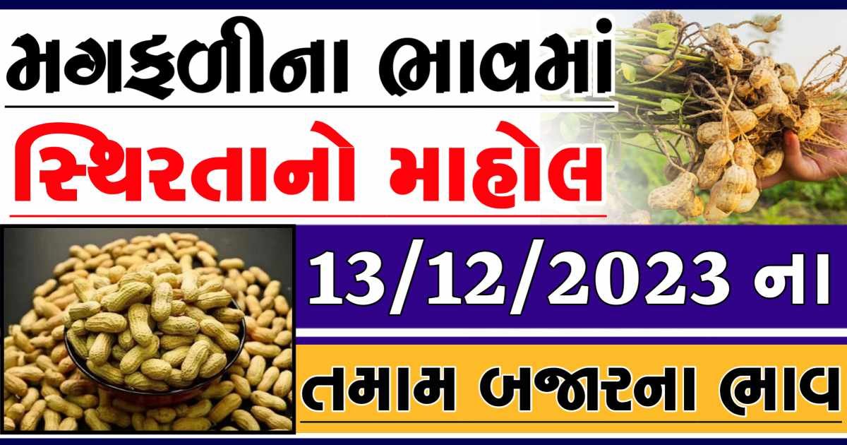 Today 13/12/2023 Peanuts Apmc Rate આજના જાડી અને જીણી મગફળીના બજાર ભાવ