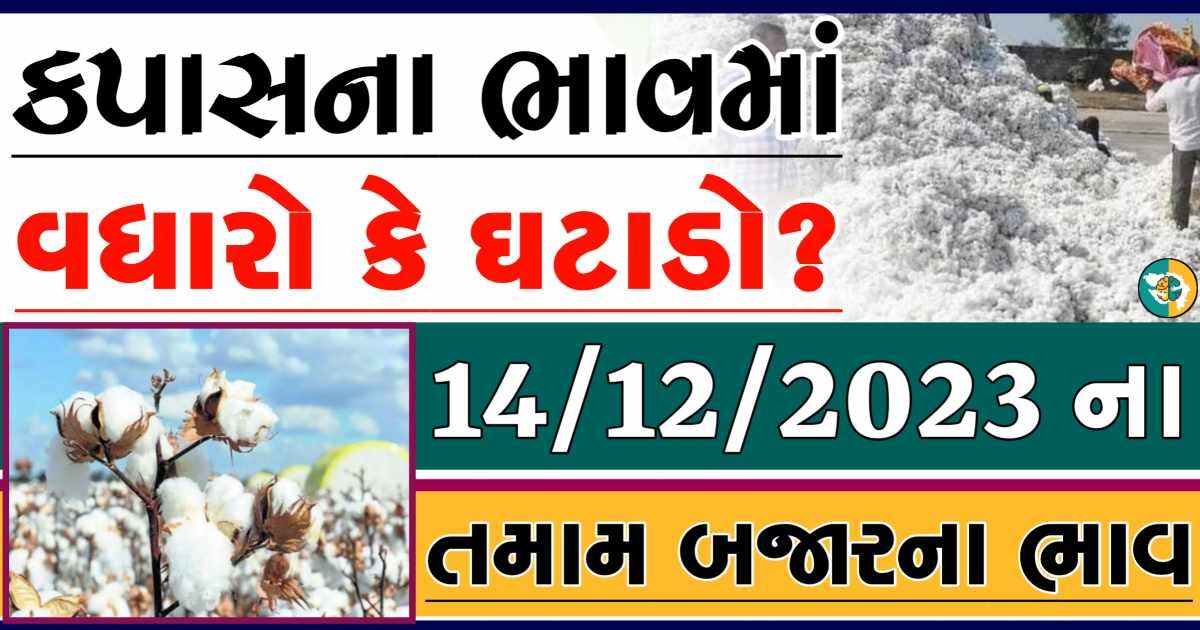 Today 14/12/2023 Cotton Apmc Rate gkmarugujarat.com