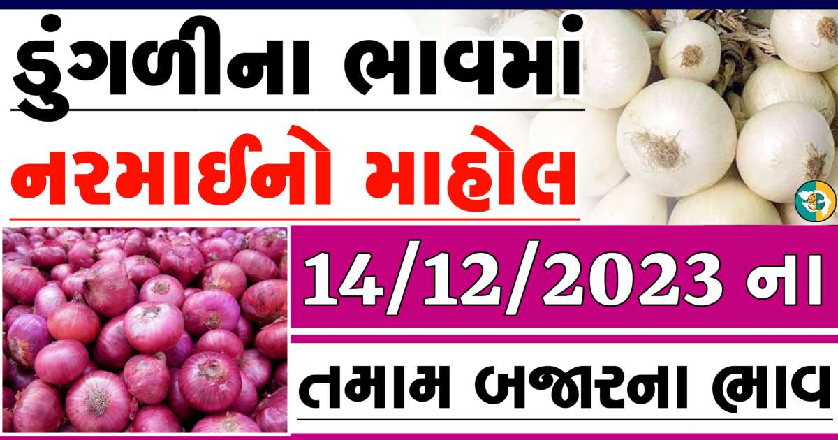 Today 14/12/2023 Onion Apmc Rate આજના લાલ અને સફેદ ડુંગળીના બજાર ભાવ Gkmarugujarat.com