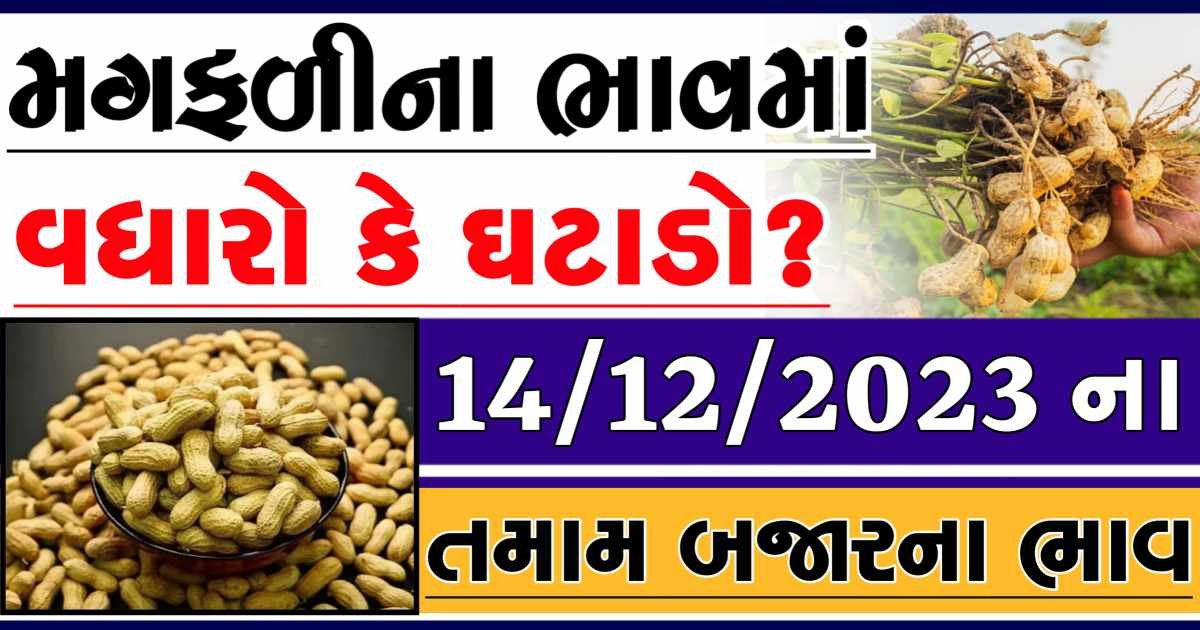 Today 14/12/2023 Peanuts Apmc Rate આજના જાડી અને જીણી મગફળીના બજાર ભાવ