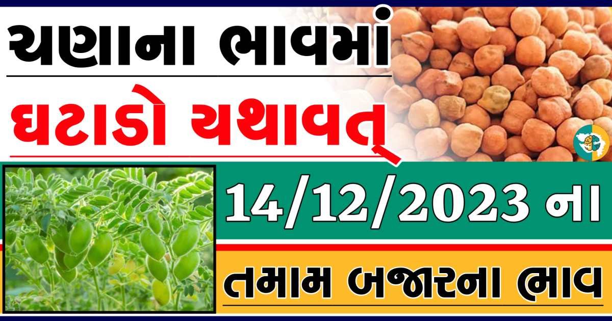 Today 14/12/2023 Chickpeas Apmc Rate આજના ચણાના બજાર ભાવ gkmarugujarat.com