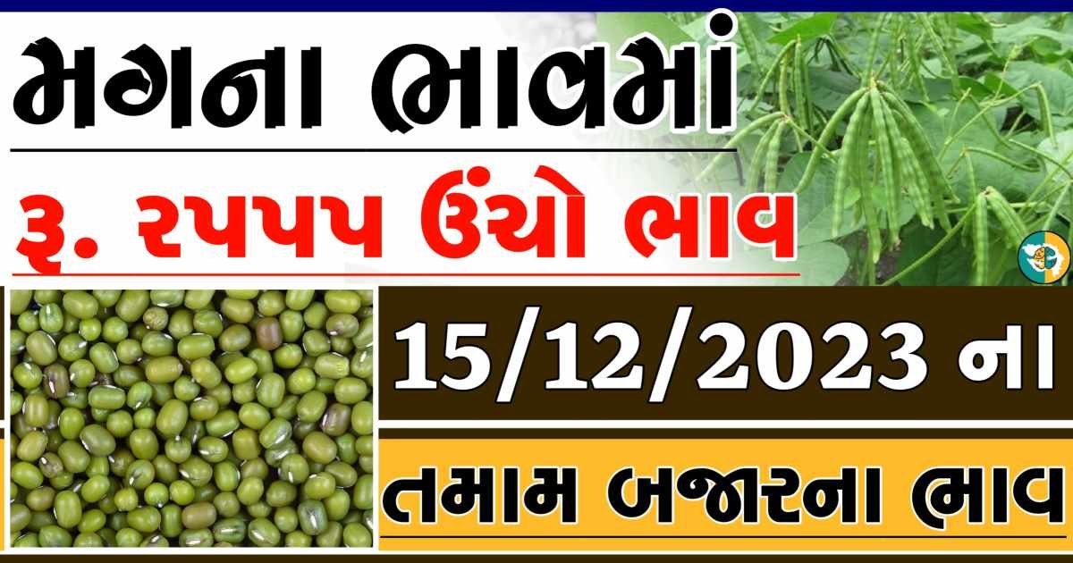 Today 15/12/2023 Mag Apmc Rate આજના મગના બજાર ભાવ gkmarugujarat.com