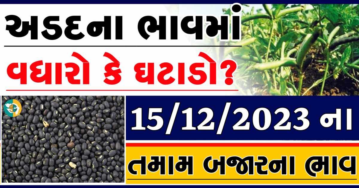 Today 15/12/2023 Arad Apmc Rate આજના અડદના બજાર ભાવ gkmarugujarat.com