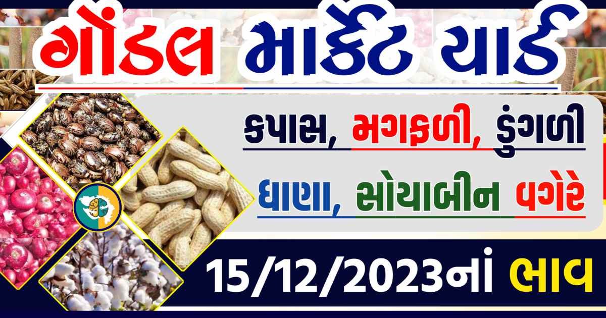 Today 15/12/2023 Gondal Apmc Rate આજના ગોંડલ માર્કેટ યાર્ડના બજાર ભાવ gkmarugujarat.com