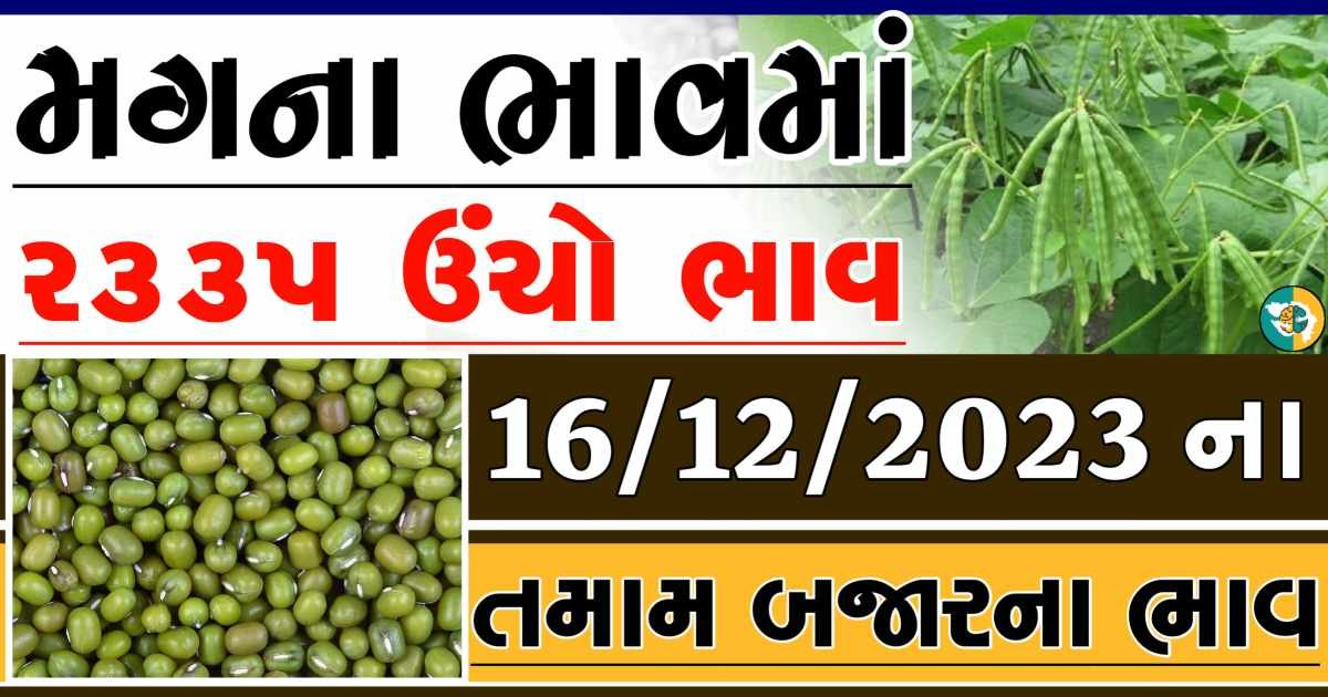 Today 16/12/2023 Mag Apmc Rate આજના મગના બજાર ભાવ gkmarugujarat.com