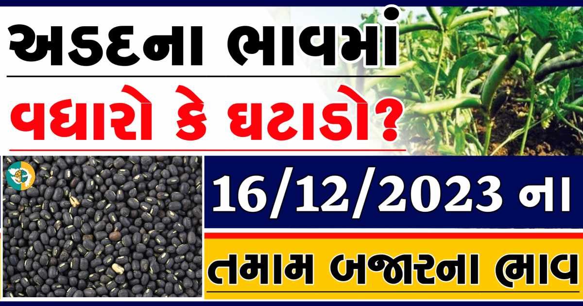 Today 16/12/2023 Arad Apmc Rate આજના અડદના બજાર ભાવ gkmarugujarat.com