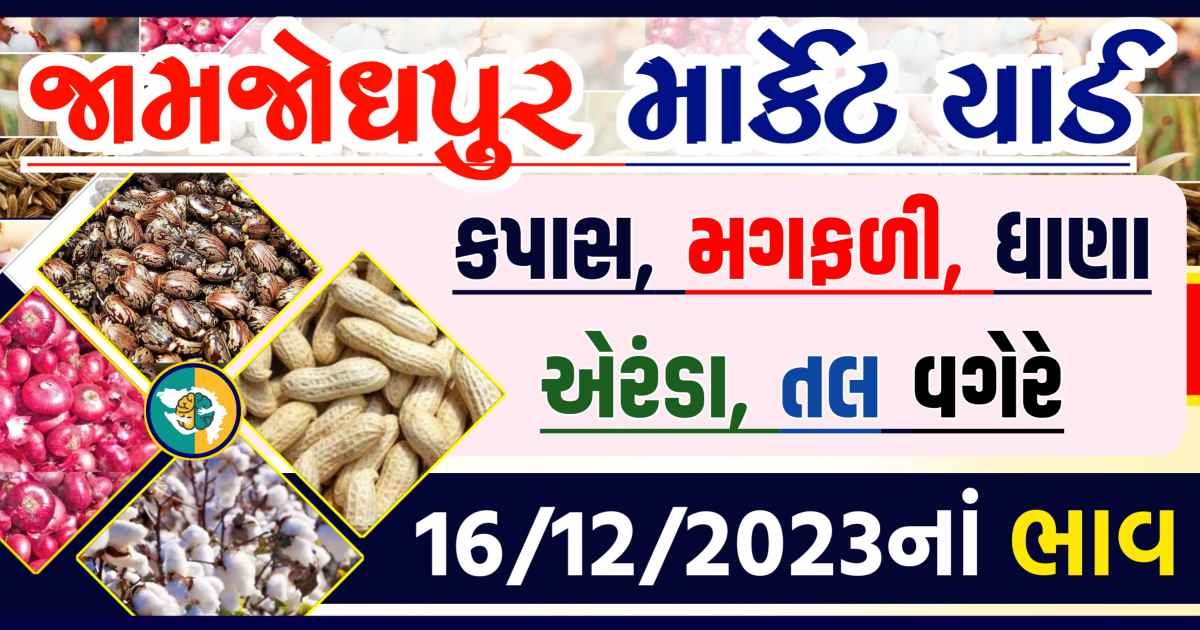 Today 16/12/2023 Jamjodhpur Apmc Rate આજના જામજોધપુરના બજાર ભાવ Gkmarugujarat.com