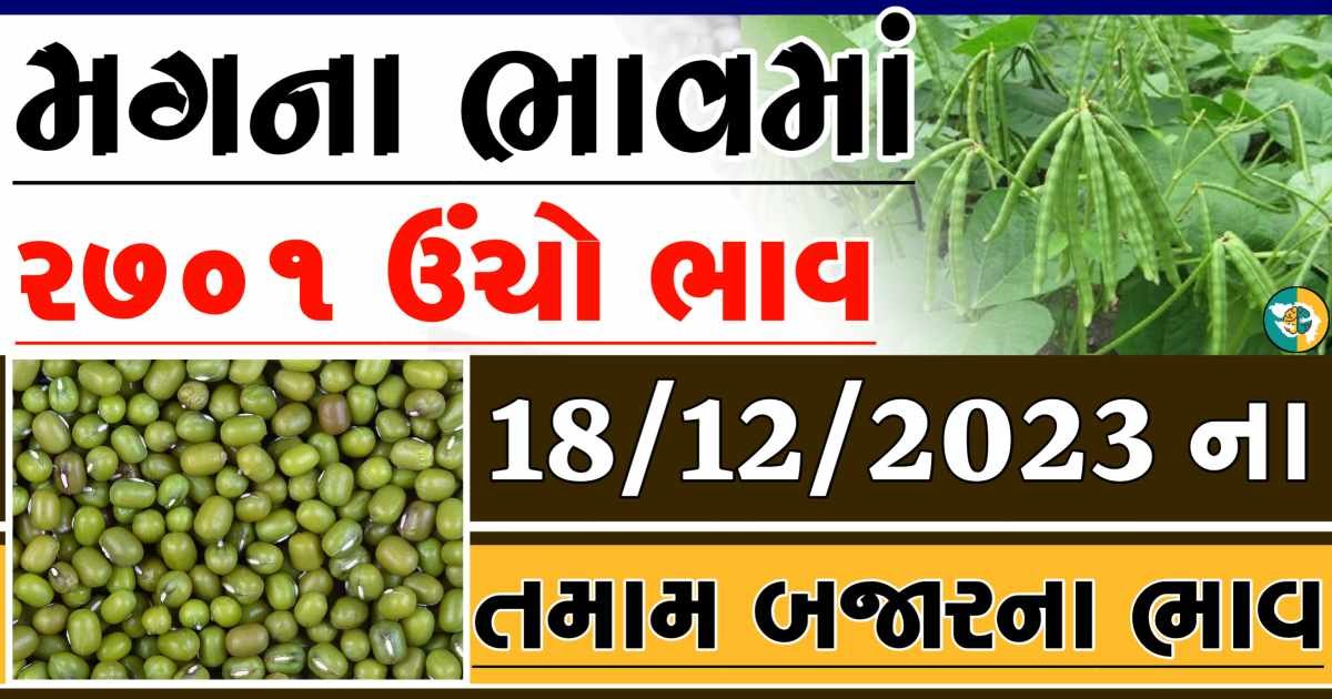 Today 18/12/2023 Mag Apmc Rate આજના મગના બજાર ભાવ gkmarugujarat.com