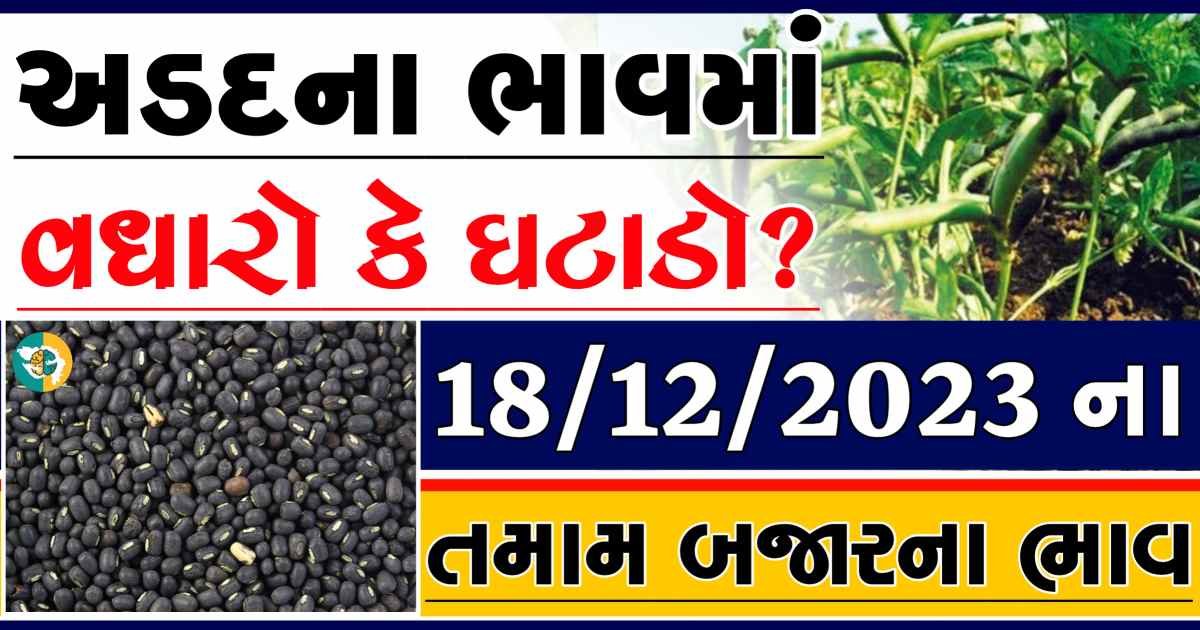 Today 18/12/2023 Arad Apmc Rate આજના અડદના બજાર ભાવ gkmarugujarat.com