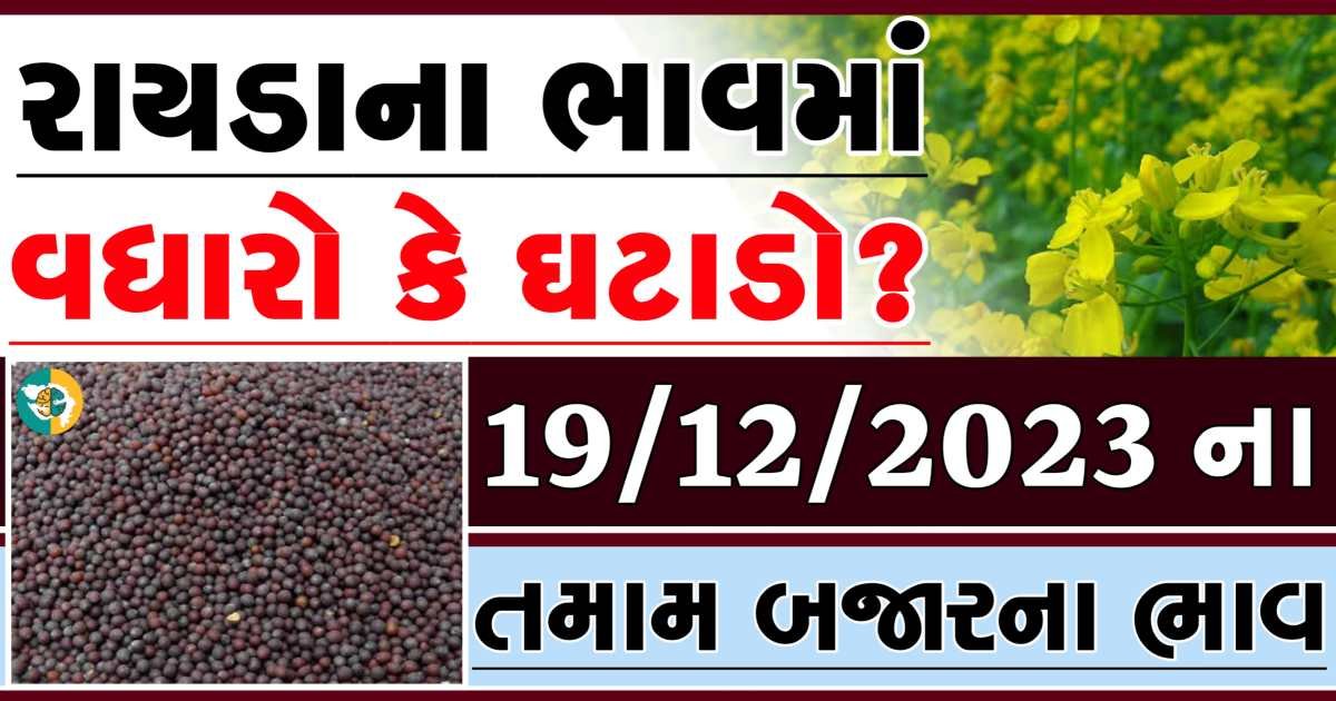 Today 19/12/2023 Rayda Apmc Rate આજના રાયડાના બજાર ભાવ gkmarugujarat.com