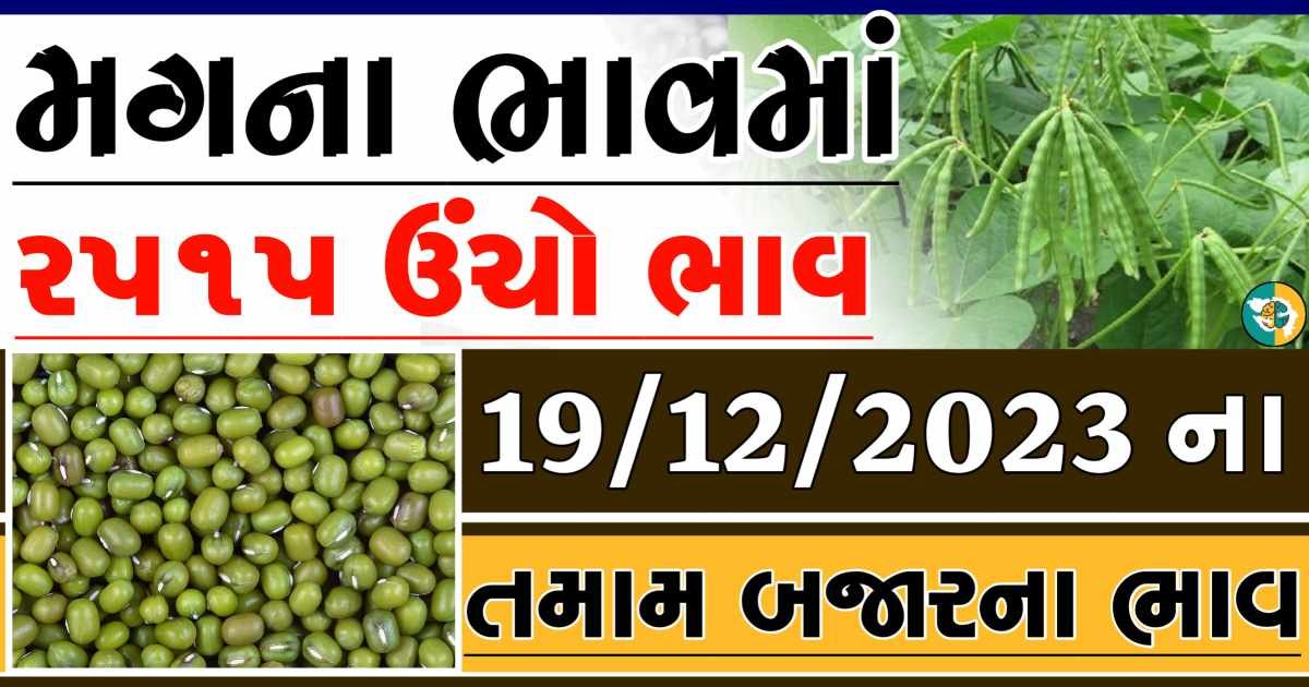 Today 19/12/2023 Mag Apmc Rate આજના મગના બજાર ભાવ gkmarugujarat.com