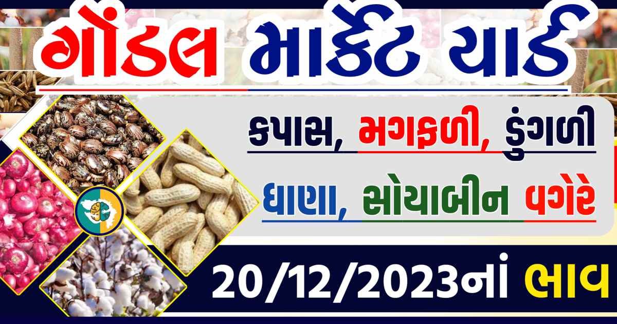 Today 20/12/2023 Gondal Apmc Rate આજના ગોંડલ માર્કેટ યાર્ડના બજાર ભાવ gkmarugujarat.com