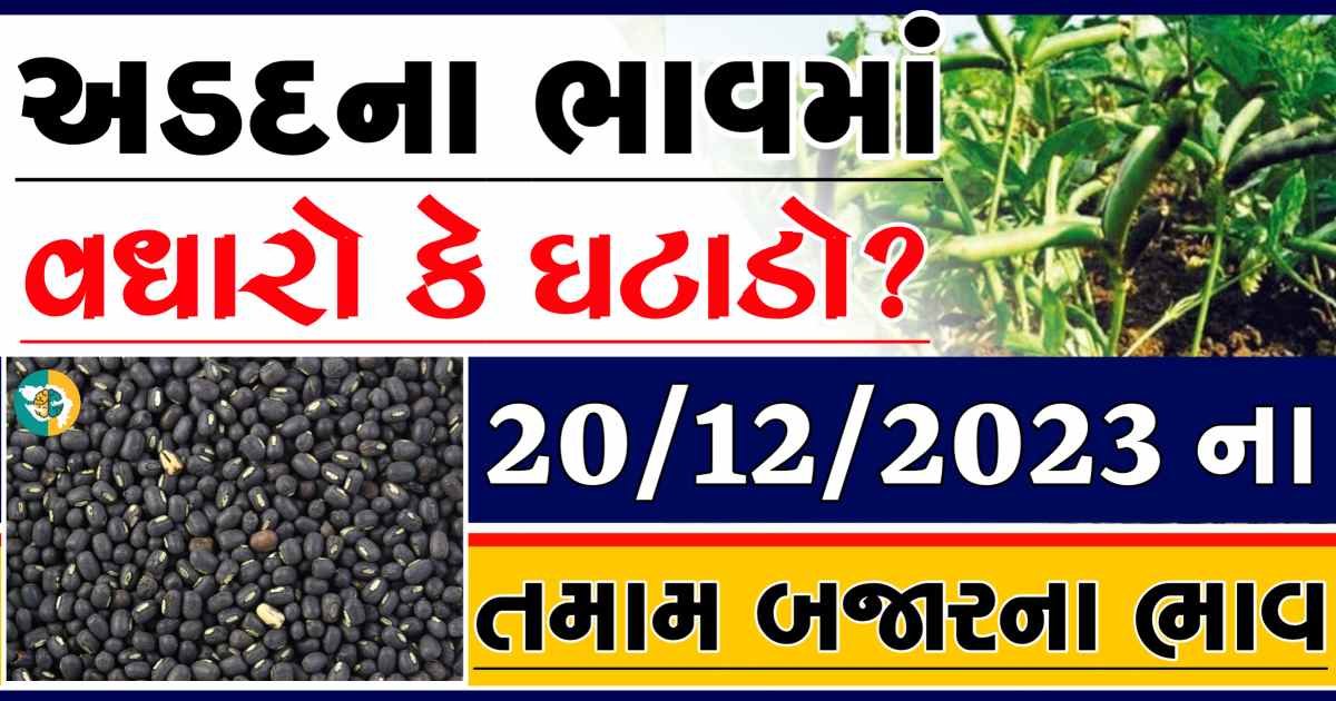 Today 20/12/2023 Arad Apmc Rate આજના અડદના બજાર ભાવ gkmarugujarat.com