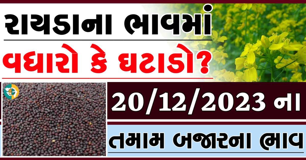 Today 20/12/2023 Rayda Apmc Rate આજના રાયડાના બજાર ભાવ gkmarugujarat.com