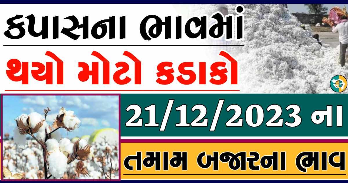 Today 21/12/2023 Cotton Apmc Rate gkmarugujarat.com