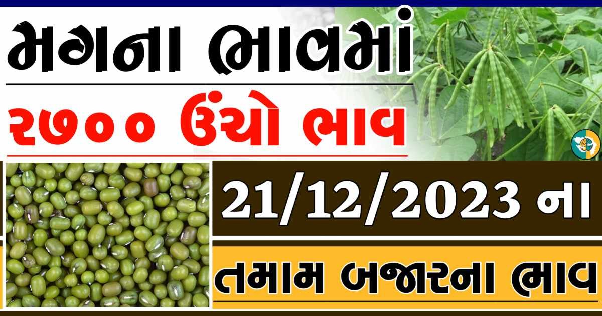 Today 21/12/2023 Mag Apmc Rate આજના મગના બજાર ભાવ gkmarugujarat.com