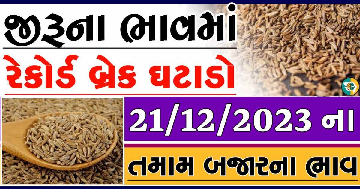 Today 21/12/2023 Jiru Apmc Rate આજના જીરુના બજાર ભાવ gkmarugujarat.com