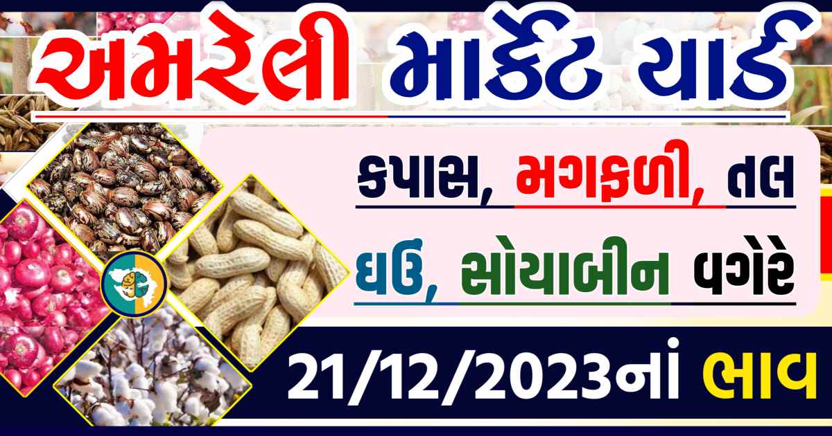 Today 21/12/2023 Amreli Apmc Rate આજના અમરેલીના બજાર ભાવ Gkmarugujarat.com