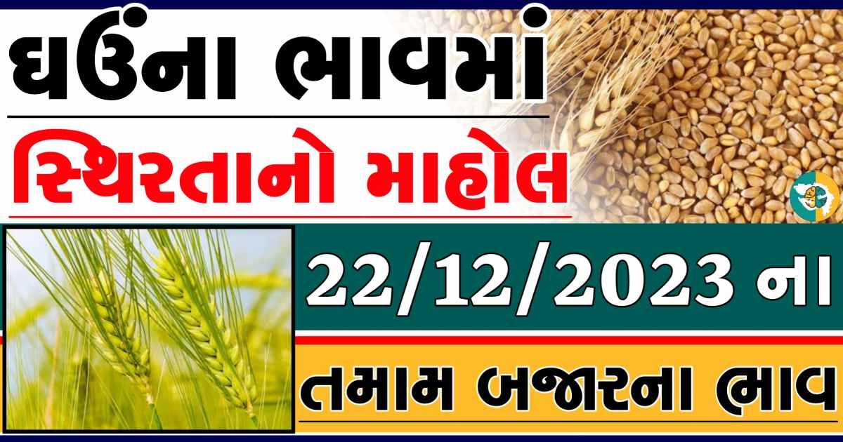 Today 22/12/2023 Wheat Apmc Rate આજના લોકવન અને ટુકડા ઘઉંના બજાર ભાવ