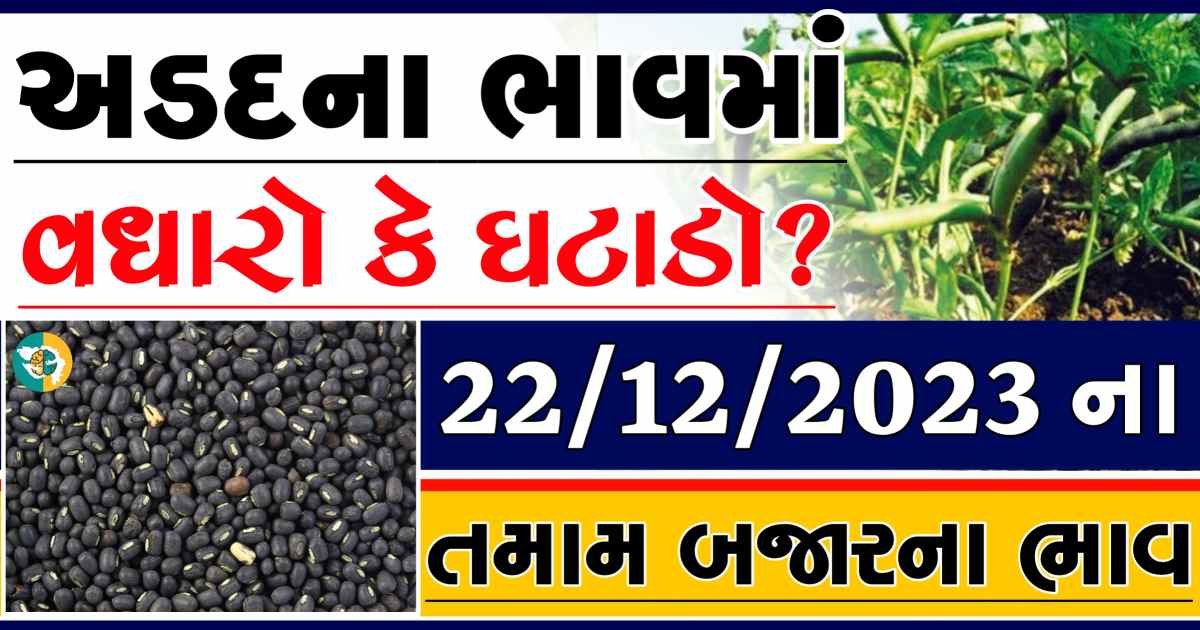 Today 22/12/2023 Arad Apmc Rate આજના અડદના બજાર ભાવ gkmarugujarat.com