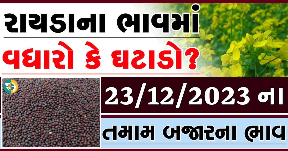 Today 23/12/2023 Rayda Apmc Rate આજના રાયડાના બજાર ભાવ gkmarugujarat.com