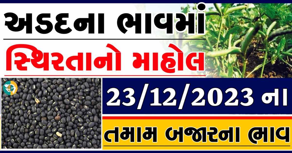 Today 23/12/2023 Arad Apmc Rate આજના અડદના બજાર ભાવ gkmarugujarat.com