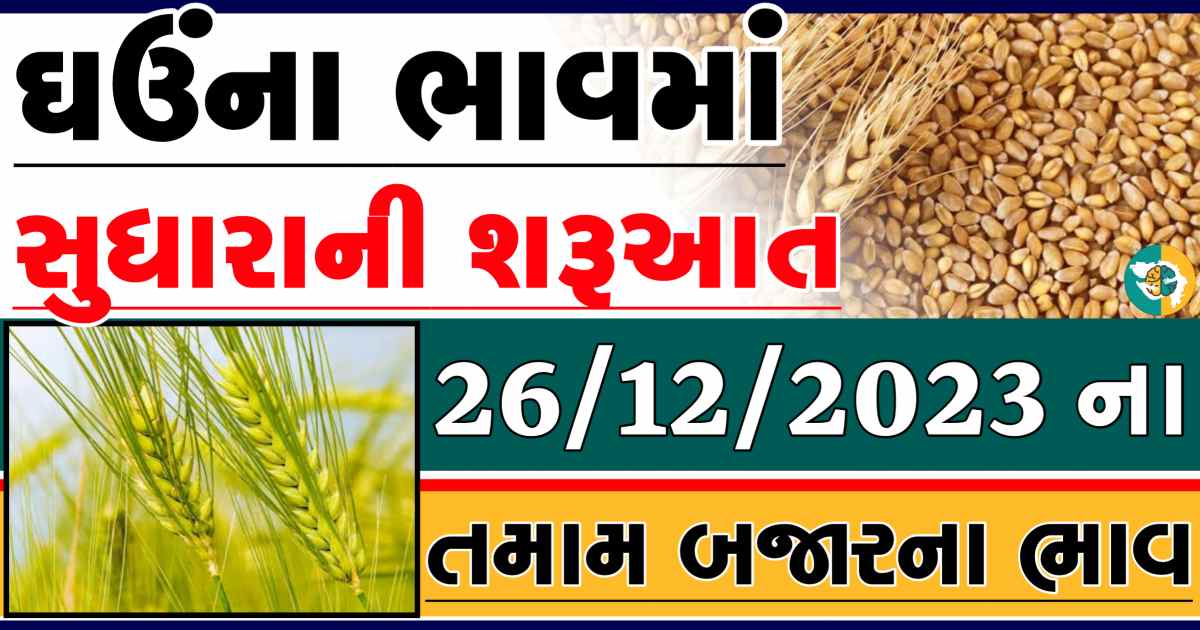 Today 258/12/2023 Wheat Apmc Rate આજના લોકવન અને ટુકડા ઘઉંના બજાર ભાવ