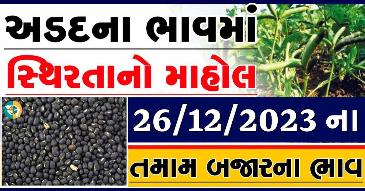 Today 26/12/2023 Arad Apmc Rate આજના અડદના બજાર ભાવ gkmarugujarat.com