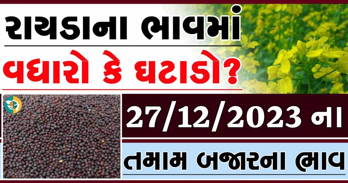 Today 27/12/2023 Rayda Apmc Rate આજના રાયડાના બજાર ભાવ gkmarugujarat.com