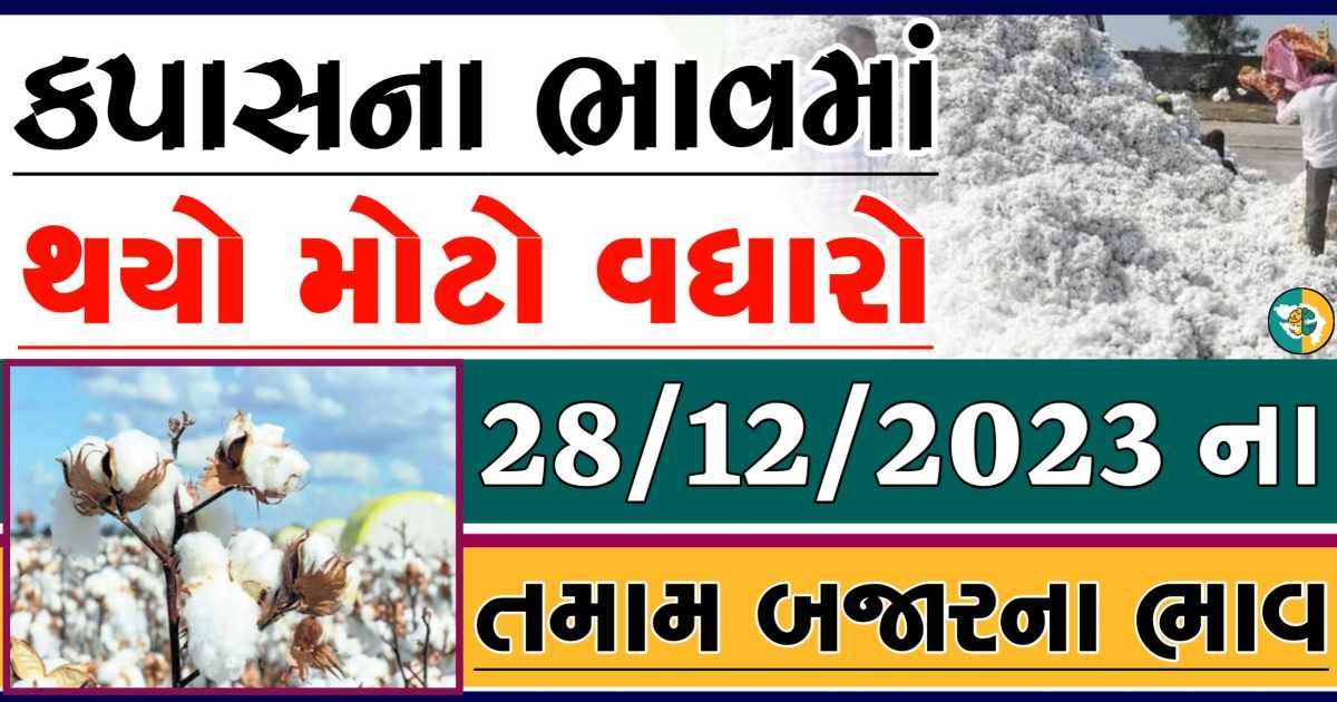 Today 28/12/2023 Cotton Apmc Rate gkmarugujarat.com