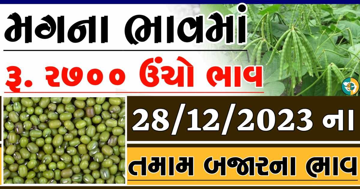 Today 28/12/2023 Mag Apmc Rate આજના મગના બજાર ભાવ gkmarugujarat.com