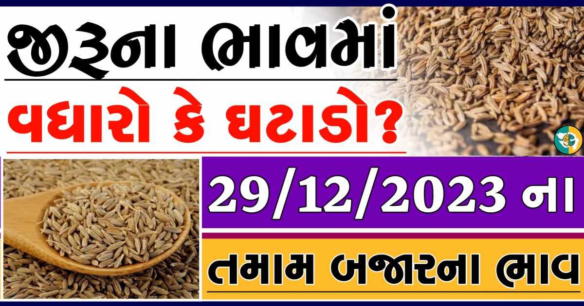 Today 29/12/2023 Jiru Apmc Rate આજના જીરુના બજાર ભાવ gkmarugujarat.com