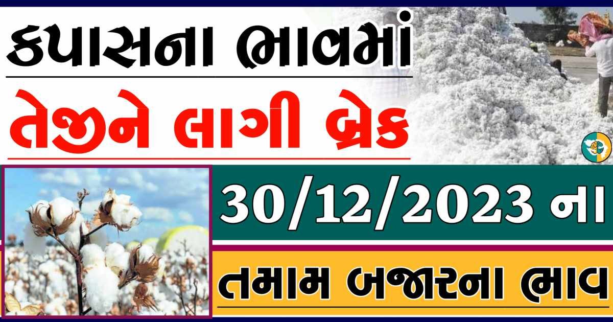 Today 30/12/2023 Cotton Apmc Rate gkmarugujarat.com