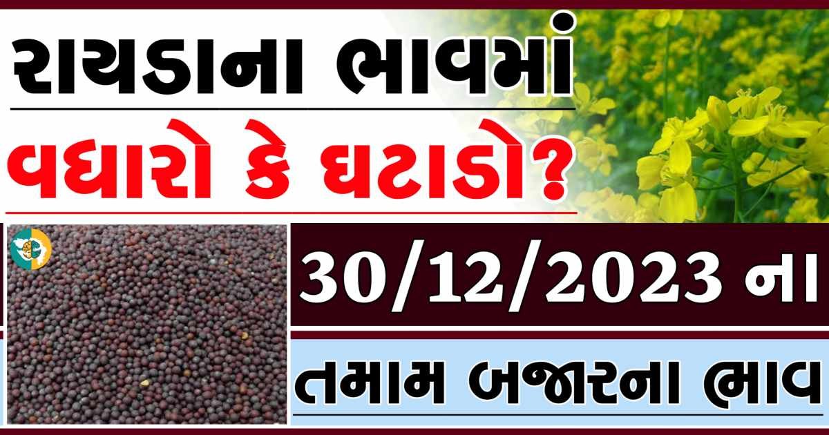 Today 30/12/2023 Rayda Apmc Rate આજના રાયડાના બજાર ભાવ gkmarugujarat.com